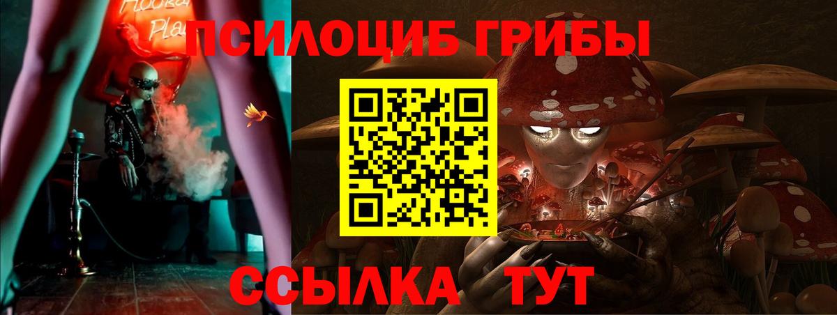 Краснознаменск  Галлюциногенные грибы Psilocybine cubensis  Вход с VPN 